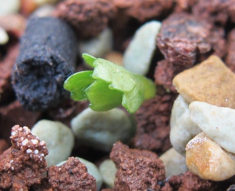 ベシカリュウス・うれしい発芽