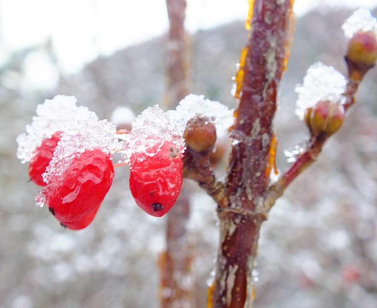 雪が珍しいので