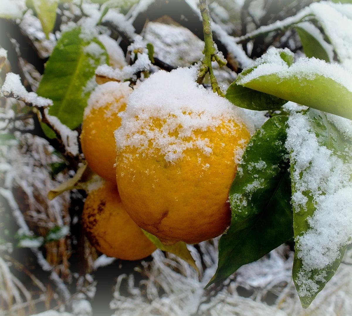 雪が珍しいので