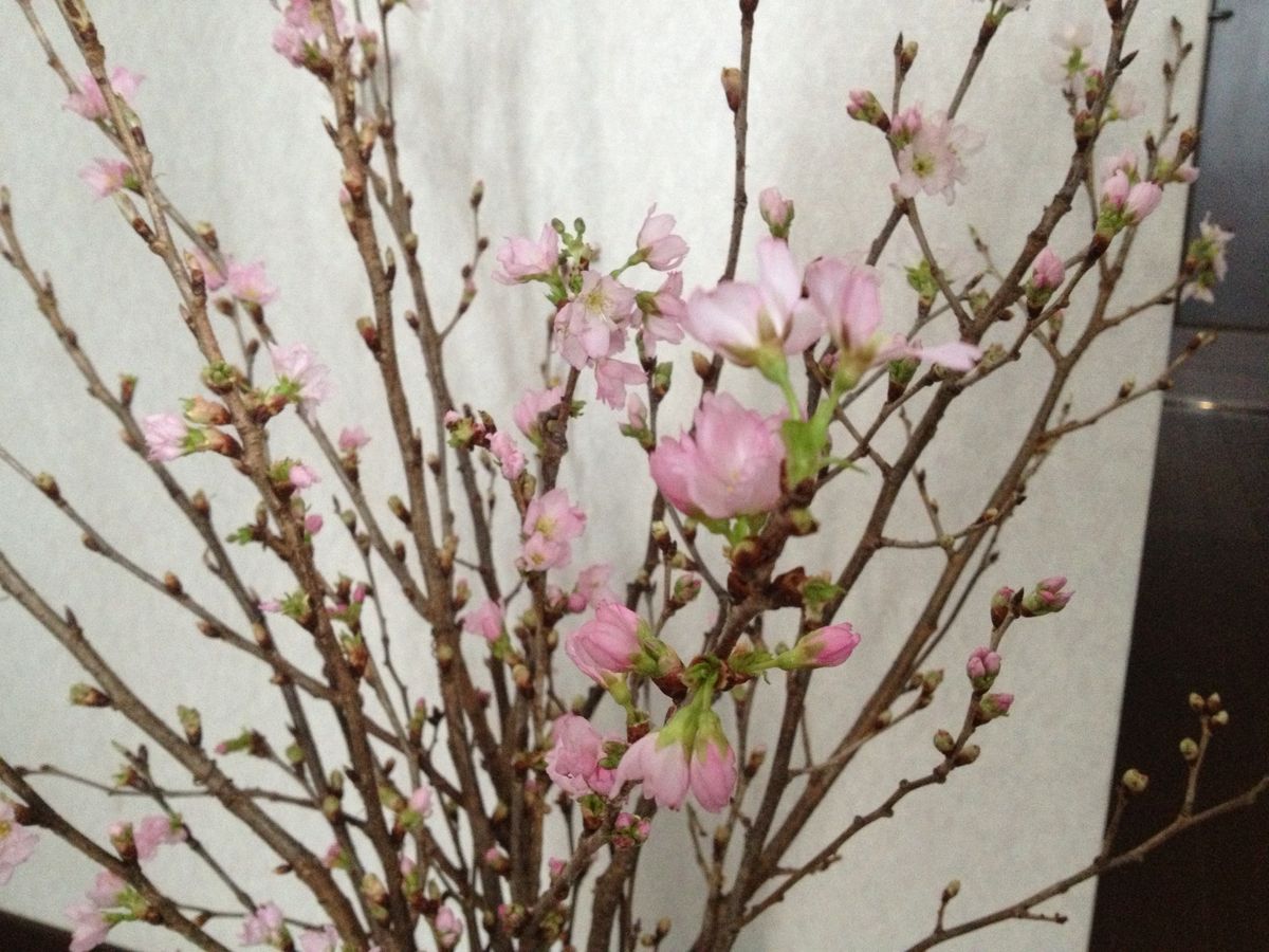 啓翁桜で春を感じました（≧∇≦）