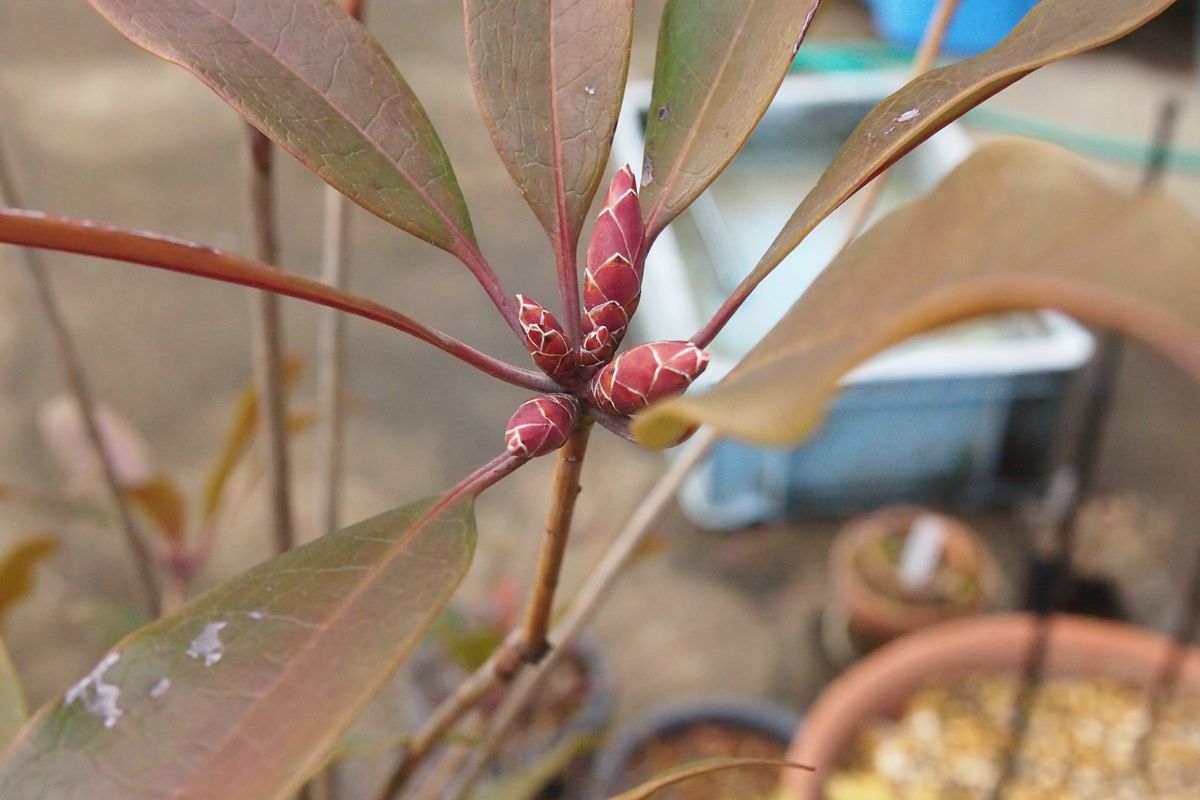 花芽確認