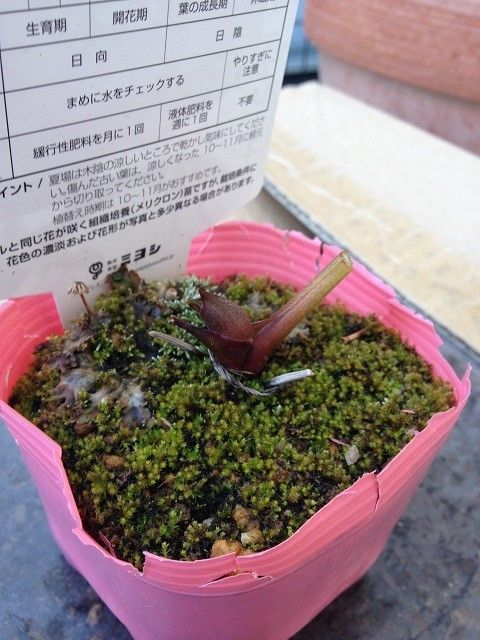 カーマ（高浜店）1/20