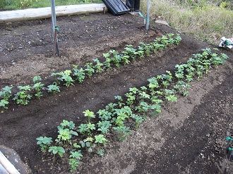 地植え開始