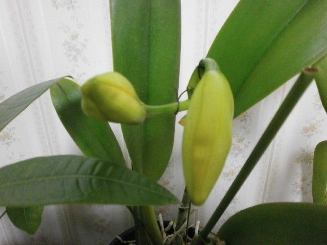 Blc.Chunyeah'Good LifeNo1’