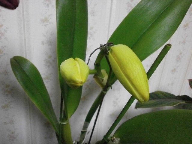 Blc.Chunyeah'Good LifeNo1’