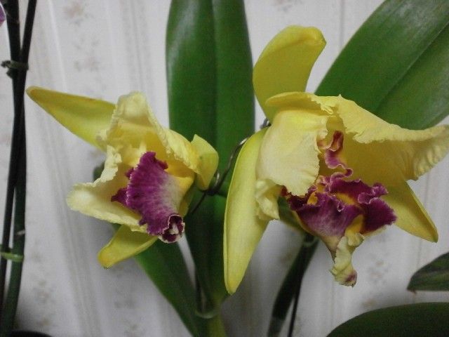 Blc.Chunyeah'Good LifeNo1’