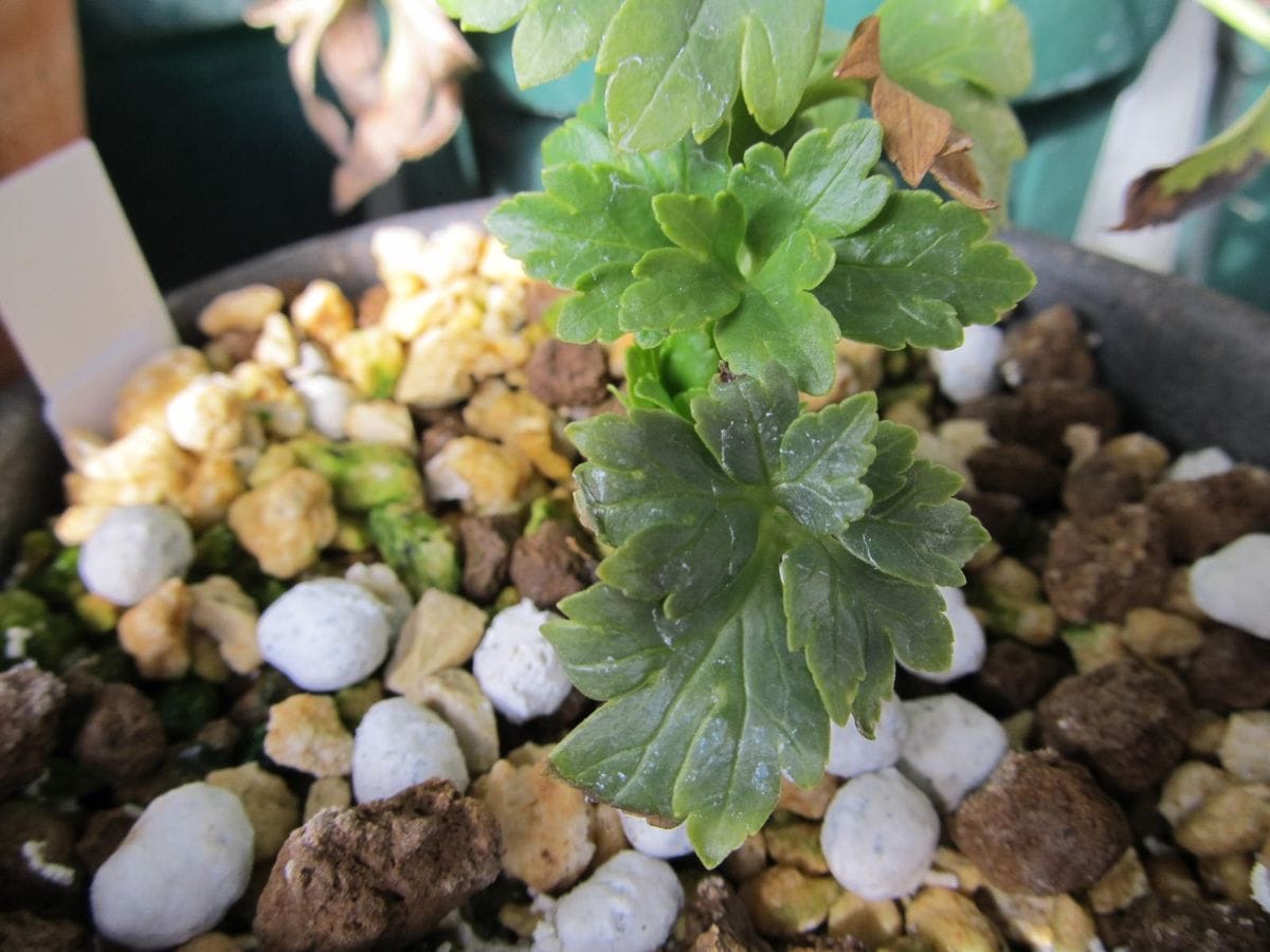 ヴェシカリウス発芽