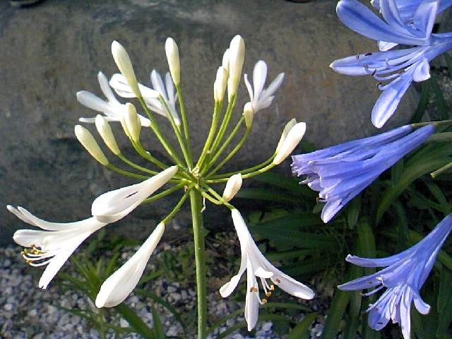 アガパンサスの白花変異