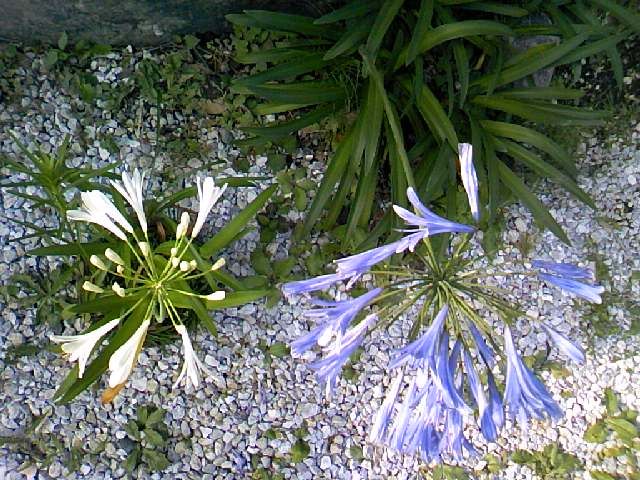 アガパンサスの白花変異