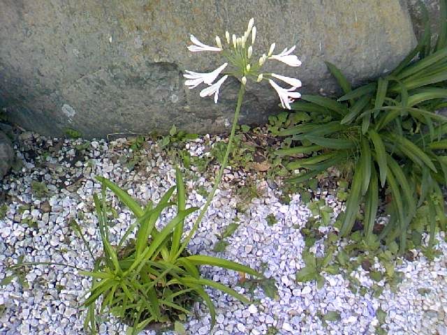 アガパンサスの白花変異