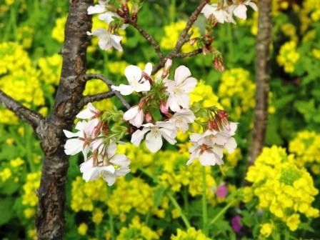 菜の花、花盛り！