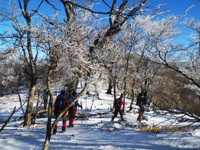 新年の花