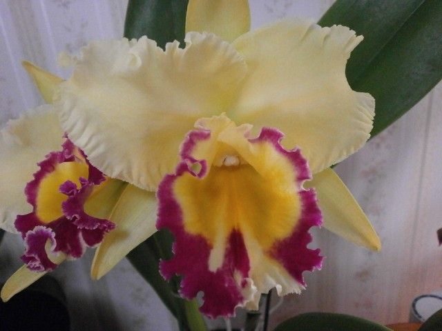 Blc.　ChyongGuu　Chaffinch’Ta－Hsin&#039;