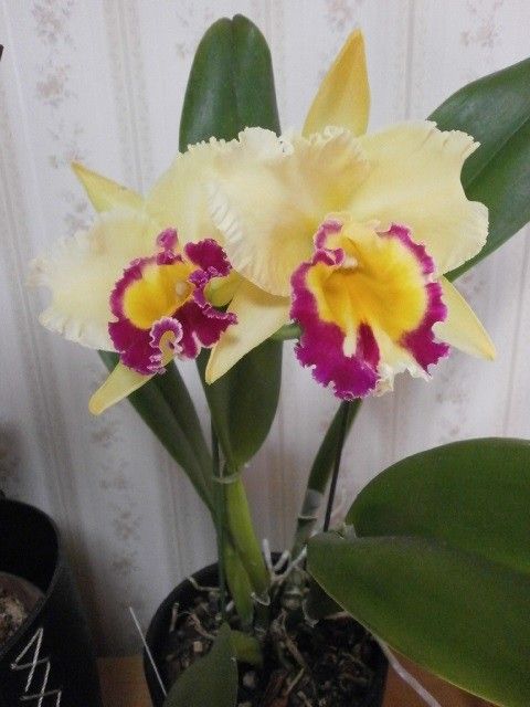 Blc.　ChyongGuu　Chaffinch’Ta－Hsin&#039;