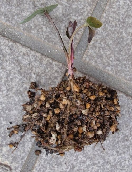 種まきからの‘絹’植え替え