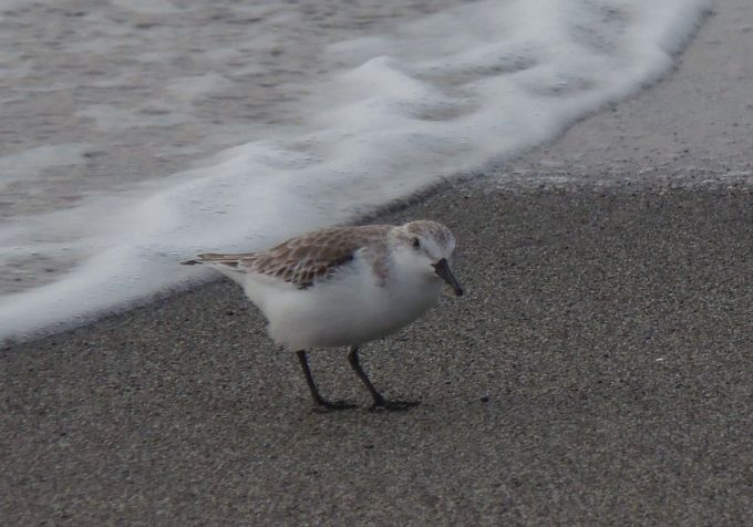 ウォーキング３５４日目