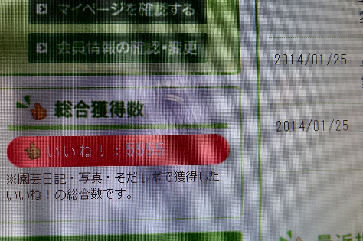 続・プリムラ、植えました[i:146]