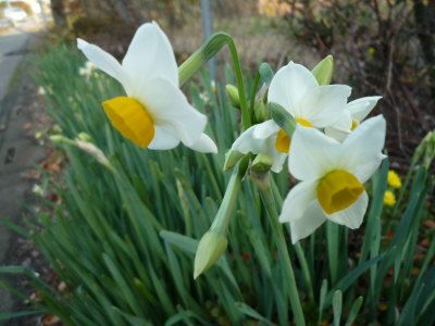 １２月の花