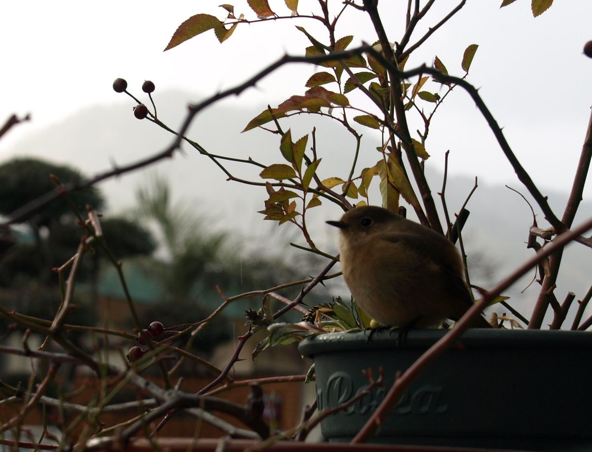 春雷には、まだ早い？