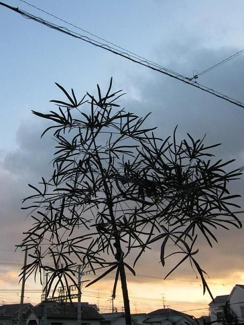 小雨降る中の墓参り