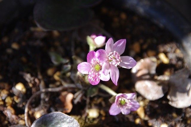 雪割草が咲いた