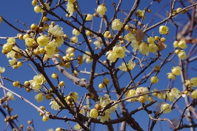 雪割草が咲いた