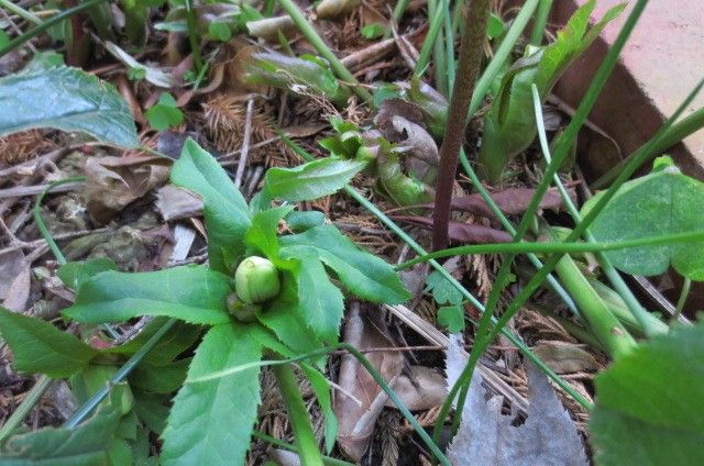 芽が出て来ました。