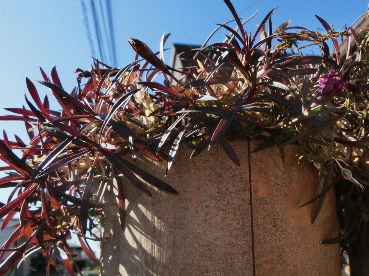 我が家の花