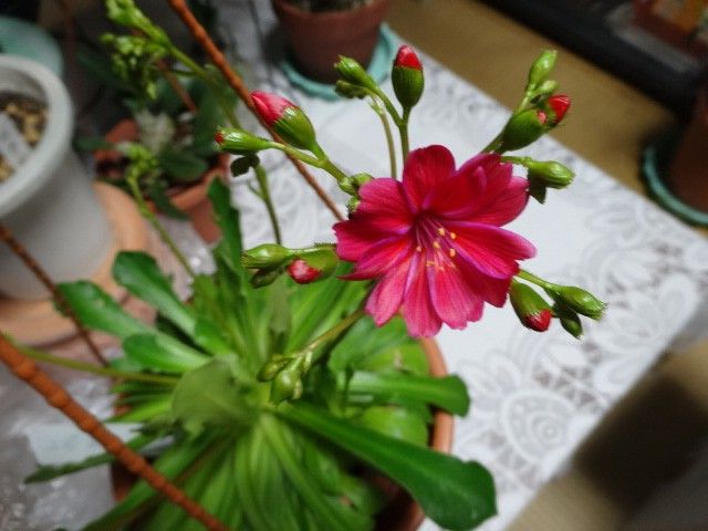 レウィシアの開花
