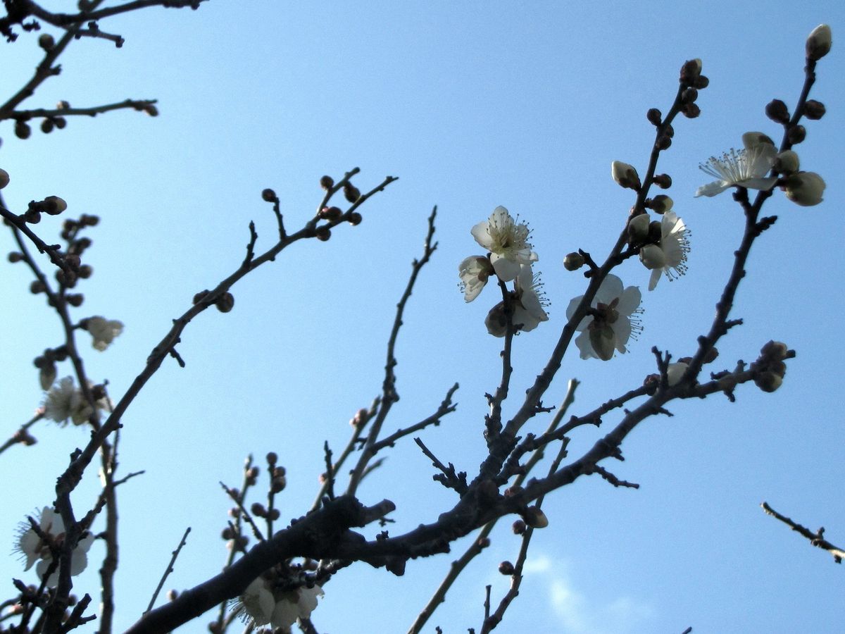 快晴に梅の花