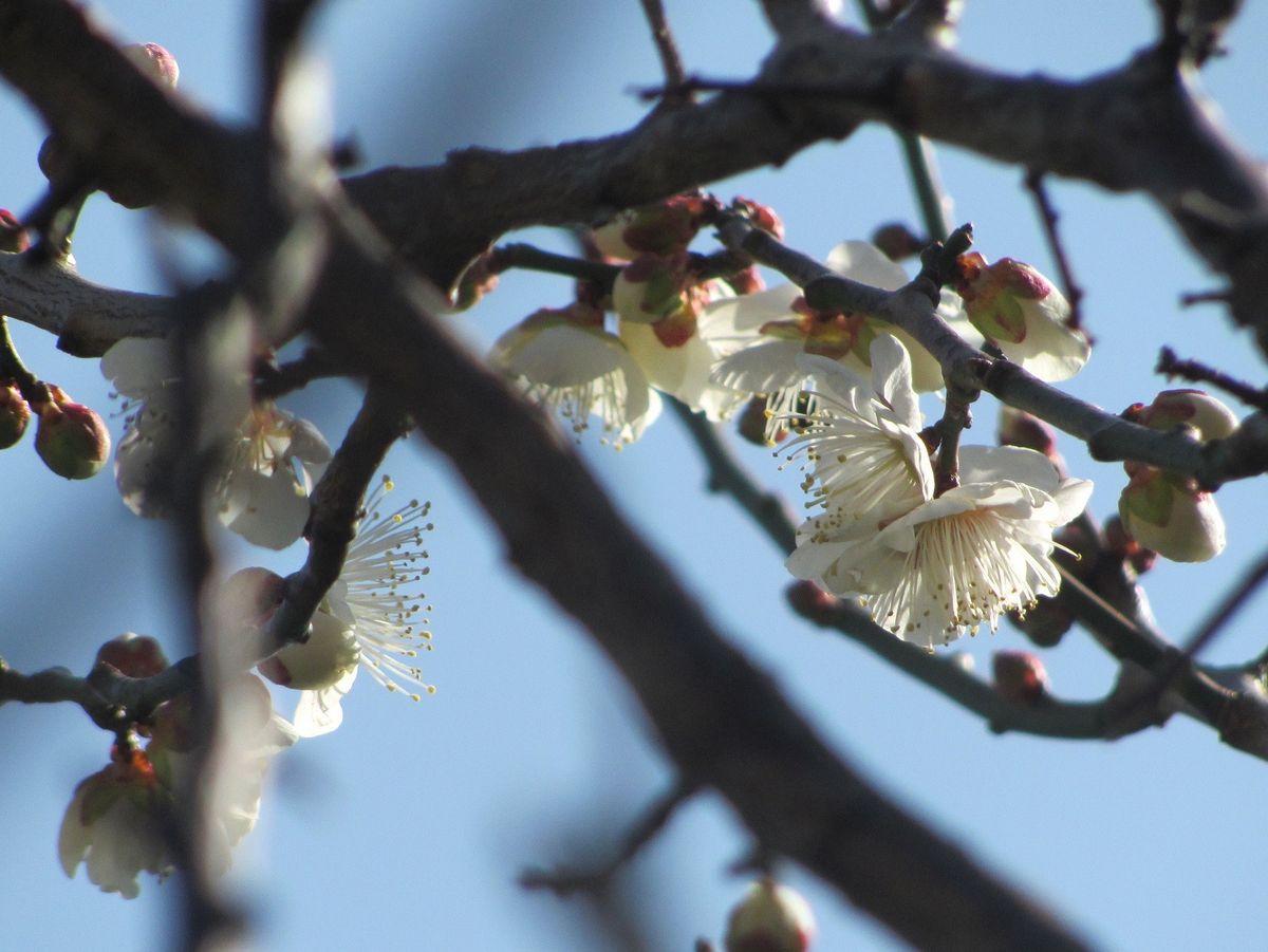 快晴に梅の花