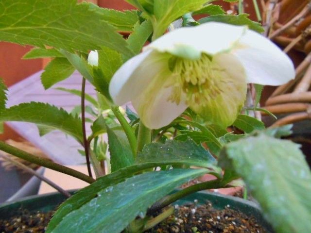 花・・生きがいそのものヨ。