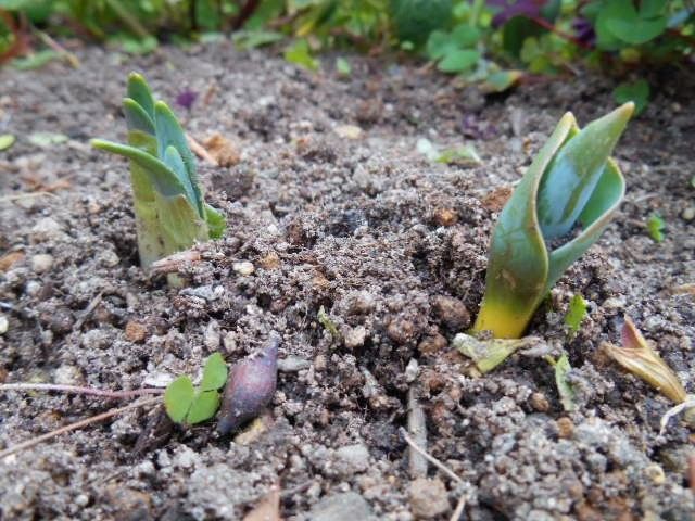 花・・生きがいそのものヨ。