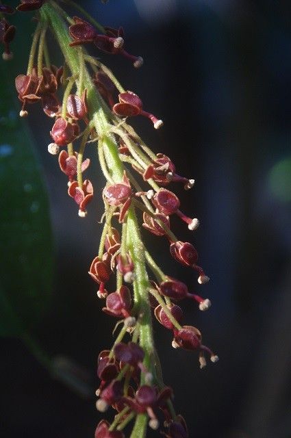 ウツボカズラの花