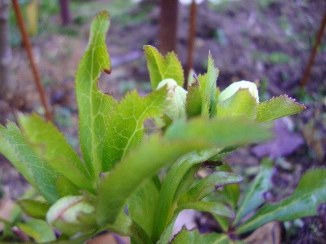 春を待つ花芽　②