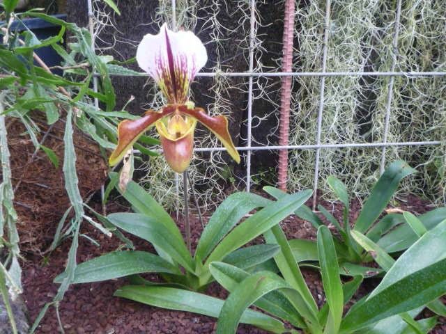 京都府立植物園観覧温室に咲く洋ラン