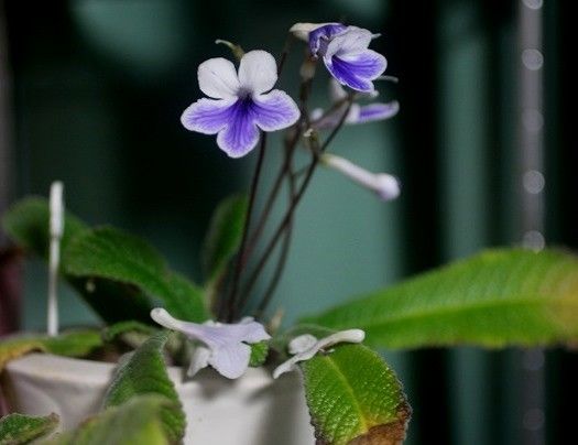 部屋を彩る植物たち