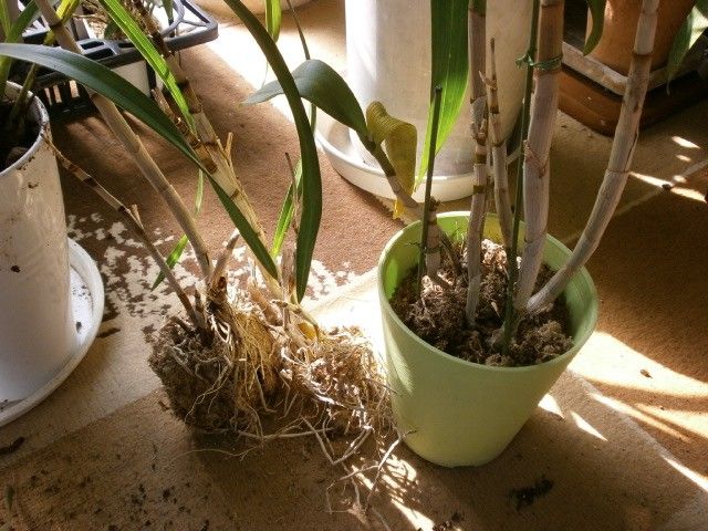 シンビの植え替え