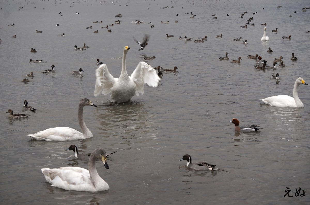 白鳥の湖