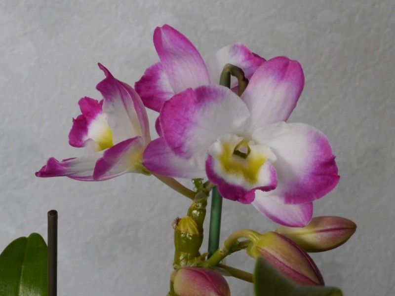 Den.Mild Yumi 'Komachi'