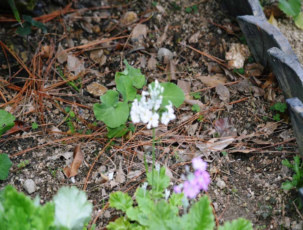 福寿草が芽を出して～