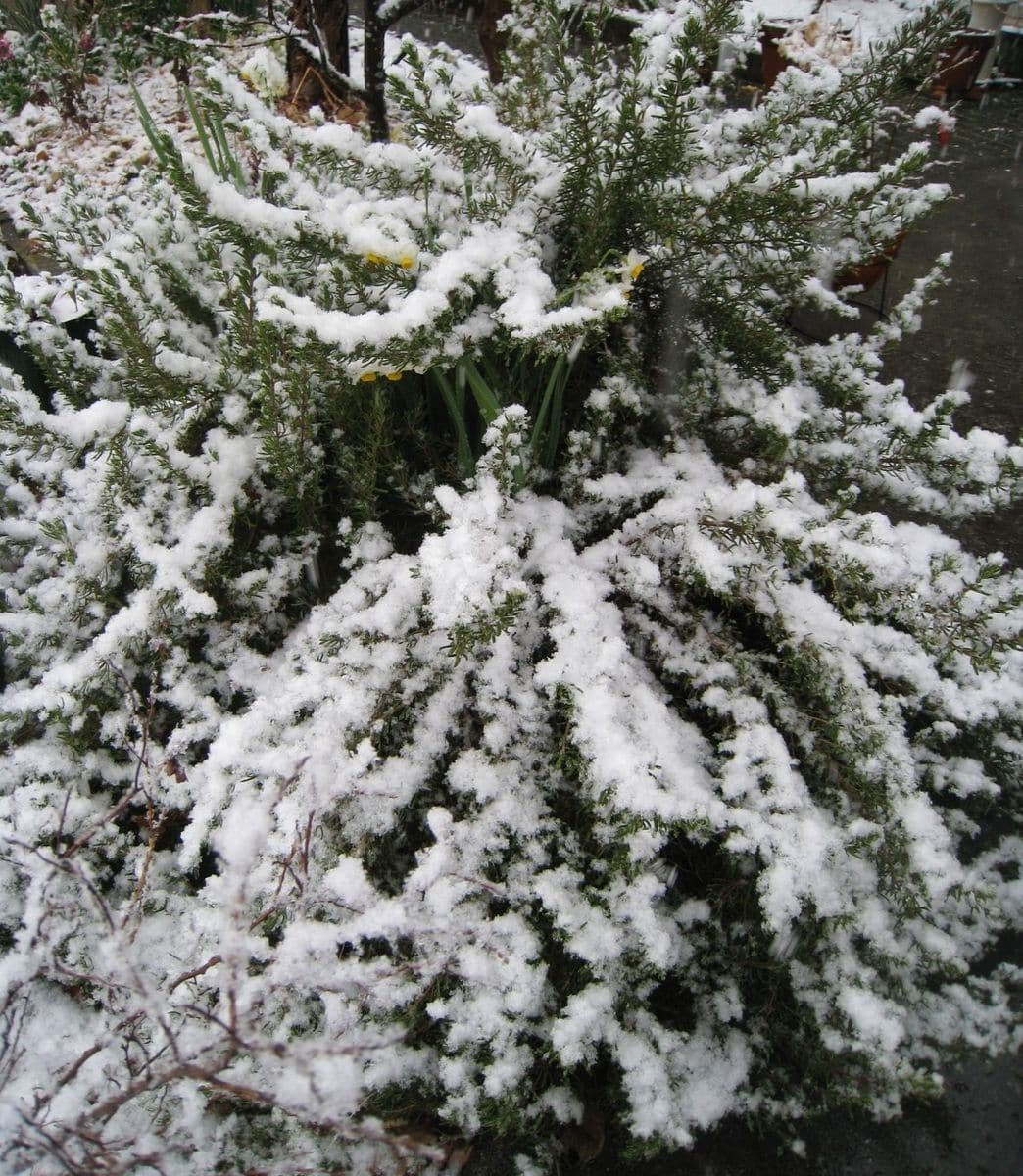 午後から本降りの雪