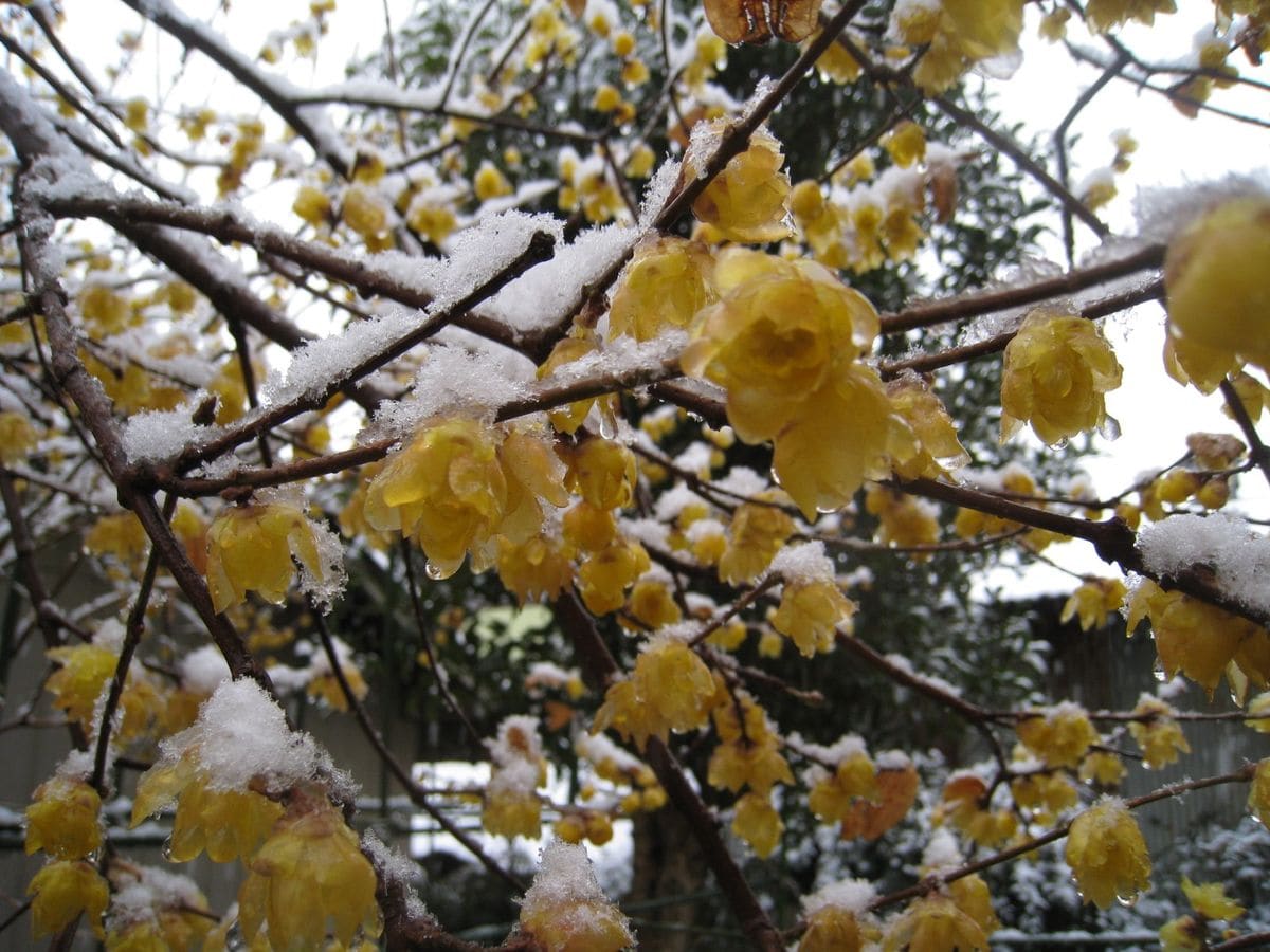 午後から本降りの雪