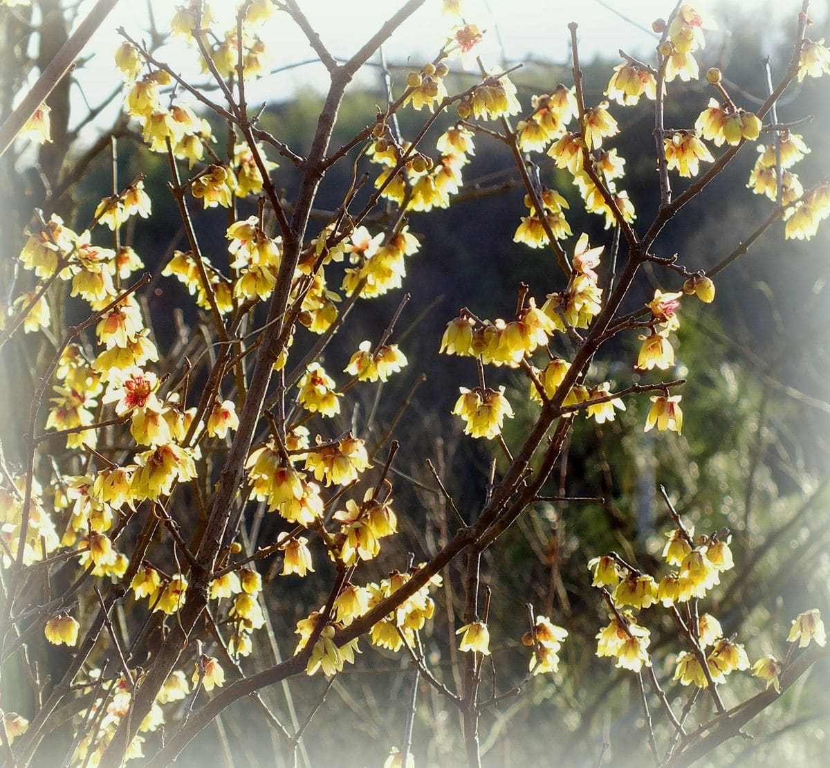 黄色の花