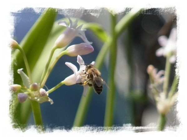 養蜂家