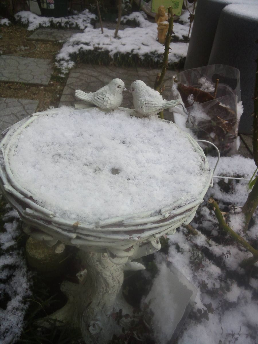 お庭の雪化粧～写真の練習～f(^_^;