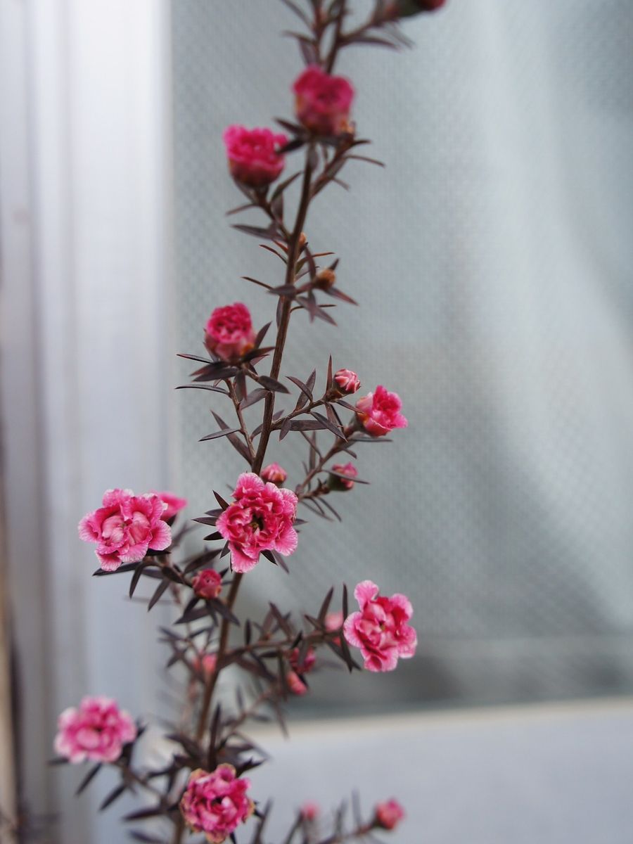 雪割り草は、咲きました～