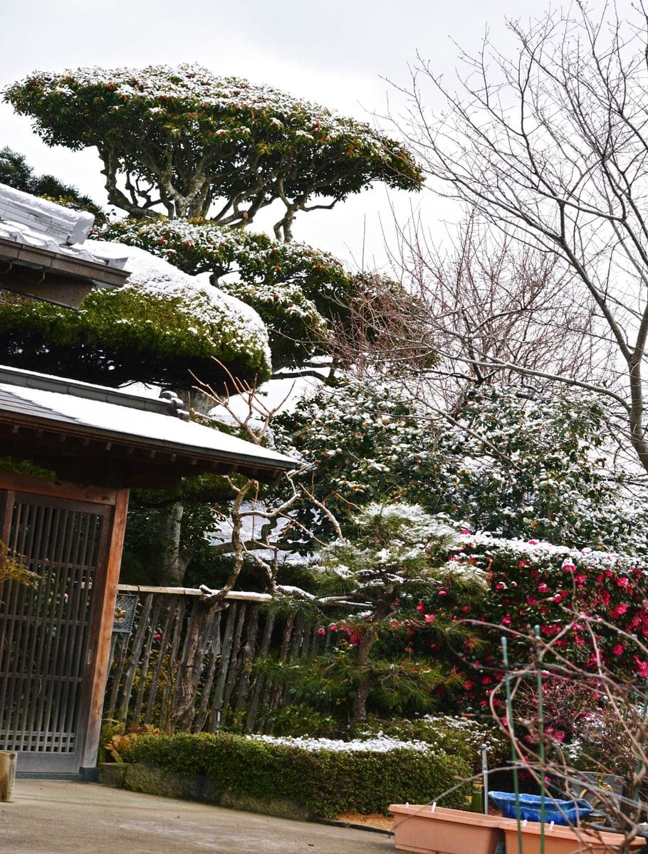 雪の花