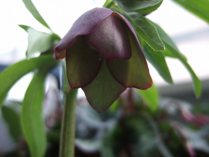 仙台産クリロ開花