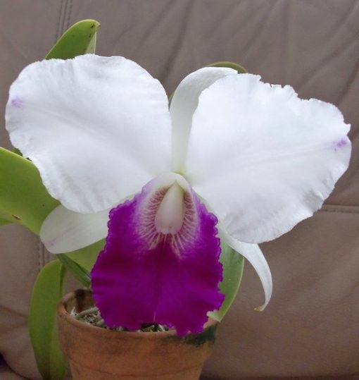 C.Dorothy Oka‘Hinomoto’